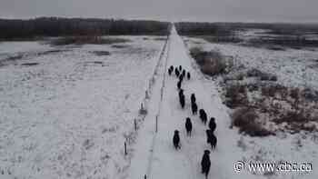 Sask. First Nation welcomes bison back to their territory