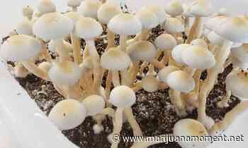New York Lawmaker Files Bill To Legalize Medical Psilocybin Treatments, With Focus On First Responders And Veterans - Marijuana Moment