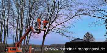 Radweg in Marl-Sinsen wird breiter: Bäume müssen gefällt werden - Dattelner Morgenpost