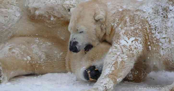 Eisbärin «Vera» wohl doch nicht trächtig