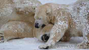 Nürnberger Eisbärin „Vera“ wohl doch nicht trächtig