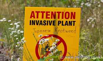 'Super-invader' plants like Japanese knotweed make British flowers less unique