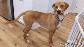 Adopt a Pet: Desert the dog