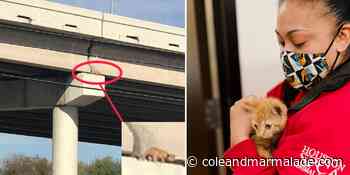 How Did She Even Get There? Tiny Tabby Rescued from Highway Beam - Cole & Marmalade