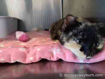 $25 Cats at the Weyburn Humane Society - DiscoverWeyburn.com