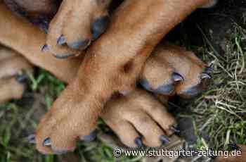 Darmstadt/Ravensburg - Mutmaßlich illegaler Hundewelpen-Handel aufgedeckt - Stuttgarter Zeitung