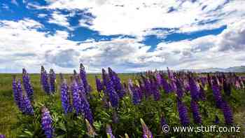 'Big six' pest plants take hit in the Mackenzie Basin - Stuff.co.nz