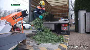Cannabisplantage opgerold in Zonhoven - TV Limburg