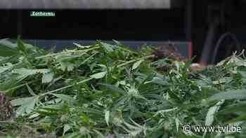 Politie rolt cannabisplantage op in Zonhoven - TV Limburg