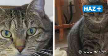Tier des Monats Hemmingen: Verein Hände für Pfoten vermittelt Katzenpaar - Hannoversche Allgemeine