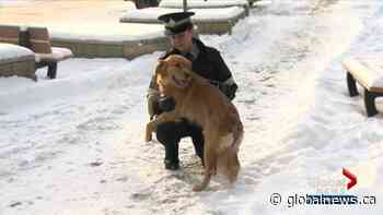 Tips for keeping your pets safe in the cold Edmonton weather