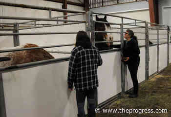 Chilliwack's Heritage Park taking in 150 horses as flooding forces evacuations – Chilliwack Progress - Chilliwack Progress