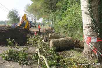 Naweeën storm Aurore: zestien bomen Oelegemsteenweg mogelijk voor de bijl - Gazet van Antwerpen