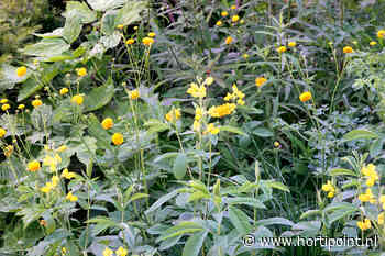 Creatief met geel - Vakblad voor de Bloemisterij