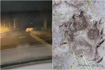 Tweede wolf in provincie: waarnemingen in Zoersel en Zandhoven, sporen in Geel - Gazet van Antwerpen