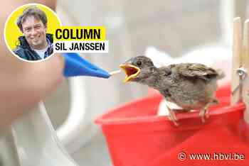 COLUMN: zeldzame rode wouw overleeft vergiftiging in Heers - Het Belang van Limburg