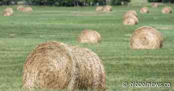 Hay West program saves 17,000 cattle, but herds still being culled due to drought