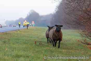 Twee loslopende schapen op A27 bij Eemnes blijken moeilijk te vangen; passante schiet te hulp - Noordhollands Dagblad