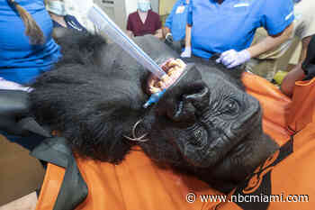 Sick Gorilla at Zoo Miami Recovering From Pneumonia