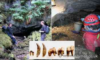 Archaeologists find 13,100-year-old tooth belonging to the Americas' oldest-known domesticated dog