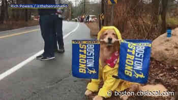 Boston Marathon Favorite Spencer The Dog Diagnosed With Terminal Cancer - CBS Boston