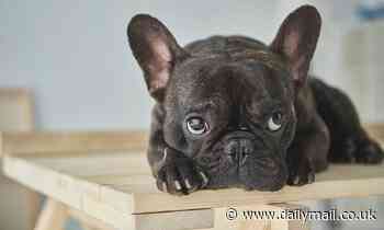 Pets: French bulldogs have such severe health issues they can no longer be considered 'typical dogs'