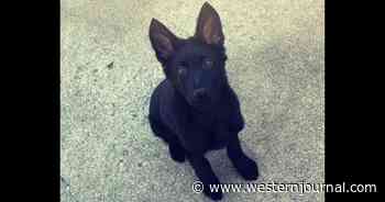 Police Officer's Puppy Targeted in 'Evil, Heinous Crime,' Police Chief Says