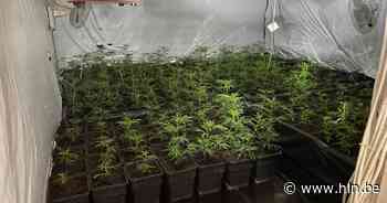 Drugsplantages, drugslabs en gedumpt drugsafval in provincie Antwerpen kan je voortaan anoniem melden - Het Laatste Nieuws