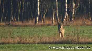 Tweede wolf gesignaleerd in provincie Antwerpen - Landbouwleven