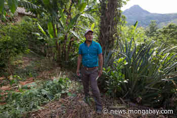 Unique Indigenous Maya food system blends cropping techniques in Guatemala - Mongabay.com