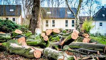 Essen: Alte Buche an Hallostraße nach langem Kampf gefällt - WAZ News