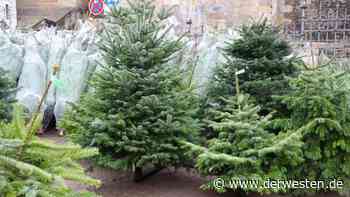 Essen: Weihnachtsbaum-Schlachtfeld! Rund 30 Tannen gestohlen - Der Westen