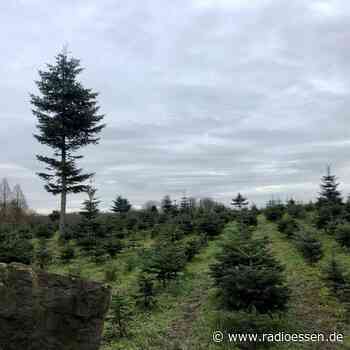 Weihnachten in Essen: Tannenbäume selber sägen - Radio Essen