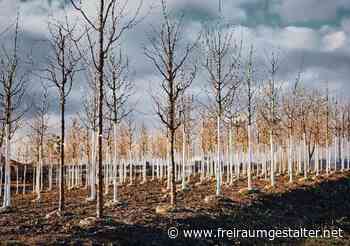 Der erste Schwung der 2.023 Zukunftsbäume für Mannheim wird temporär auf Spinelli gepflanzt - FREIRAUMGESTALTER