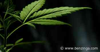 Aurora Cannabis, 22nd Century Group To License Biosynthesis Intellectual Property To Cronos - Benzinga - Benzinga