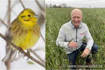 Boeren zaaien speciaal gewas om zeldzame vogel te redden: “Cruciaal om hongerperiode te overbruggen”