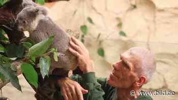 Zoo Dresden: Tierpfleger fährt mit Koala in Liebesurlaub - BILD