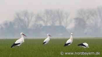 Angst um erfrierende Störche: Rund 300 Tiere überwintern in Bayern - Nordbayern.de