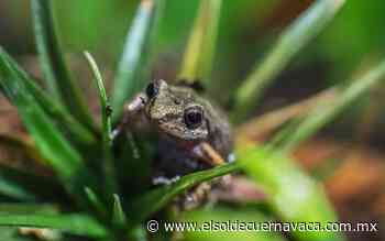 [Animalia] El encanto natural de los sapos y ranas - El Sol de Cuernavaca