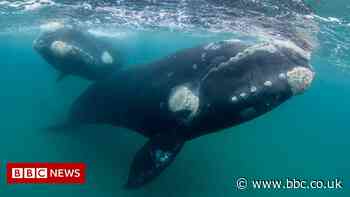 Southern right whales: Tracking unexpected Southern Ocean migrations