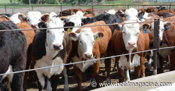 Get back to basics with cattle health