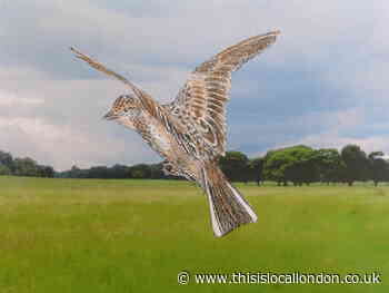 Where will all the birds go?