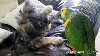 WATCH:  Patient parrot plays with pesky schnauzer pup