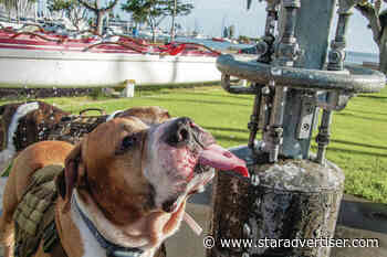 Kokua Line: Do I have to microchip my dog on Oahu?