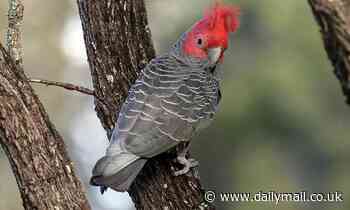 Album made up of tweets and squawks from endangered BIRDS debuts in Australia's top charts