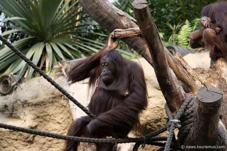 Orang-Utans von Touristen mit Corona infiziert