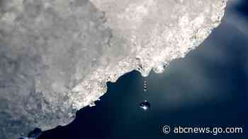 US study: Record highs, rain and beaver damage in Arctic