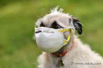 Can my pets get COVID?