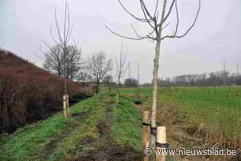 Landschap in ere hersteld: op dijk in Niel staan weer notelaars nadat die tijdens oorlog sneuvelden