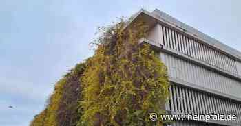 Bürgerinitiative kämpft um grünes Parkhaus - Rheinpfalz.de